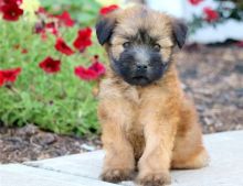 Adorable Soft Coated Wheaten Terrier Puppies-e mail on ( paulhulk789@gmail.com)