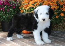 Affectonate Old English Sheepdog Pups For Sale-e mail on ( paulhulk789@gmail.com)