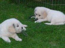 Beautiful Golden retriever Puppies available.