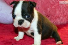 Beautiful Male and Female Boston terrier puppies.
