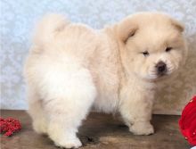 Charming and Cream Chow Chow Puppies Ready Now-e
