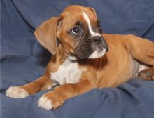 charming sweet Boxer puppies