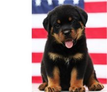 Cute and Lovely Rottwailer Puppies Available,