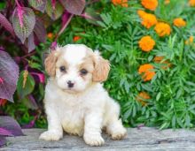 Delightful Cavachon Pups For Sale-e mail on ( paulhulk789@gmail.com)