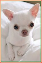 Gorgeous Chihuahua puppies,