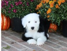 Handsome Old English Sheepdog Pups Ready-Text Now (204) 817-5731)