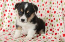 Male and female Pembroke welsh corgi puppies,