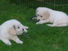 Beautiful Golden retriever Puppies available. Image eClassifieds4u