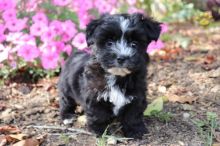 Snuggly Morkie Puppies Now Available-e mail on ( paulhulk789@gmail.com) Image eClassifieds4U