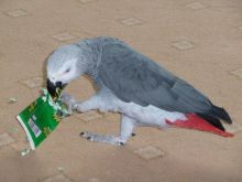 Top quality African Grey parrot Image eClassifieds4U