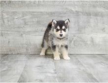 Two adorable Pomsky puppies Image eClassifieds4U