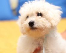 well trained MALTESE puppies Image eClassifieds4U