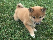 Adorable Shiba Inu puppies.