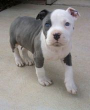 American Pit Bull Terriers Puppies