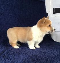 Corgi Puppies Available