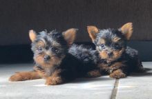 Home raised yorkie puppies for rehoming