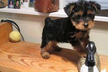 male and female Quality Bred Family Rasied Yorkie Pup