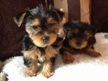 male and female Quality Tiny Yorkie Puppies