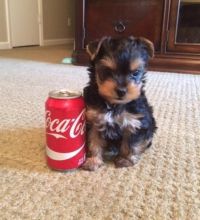 male and female Super adorable Yorkie Puppies