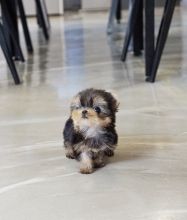 Male and Female Tiny and Compact Yorkie available