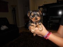 Male and Female Yorkie Puppies