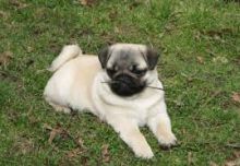 Pug Puppies for rehoming