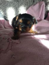 Registered Yorkie Puppies for Adoption