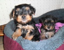 Very Tiny Teacup Yorkie Puppies Now ready for new home