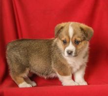 Welsh Corgi Puppies