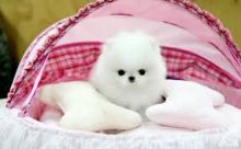 Little Paris Precious Black/white Pomeranian Puppies For Adoption