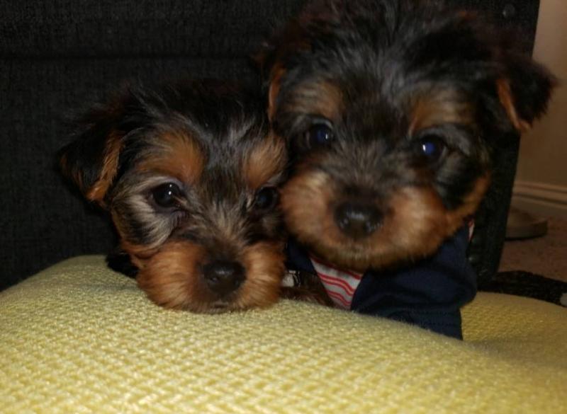 Absolutely Healthy Yorkie Puppy Image eClassifieds4u