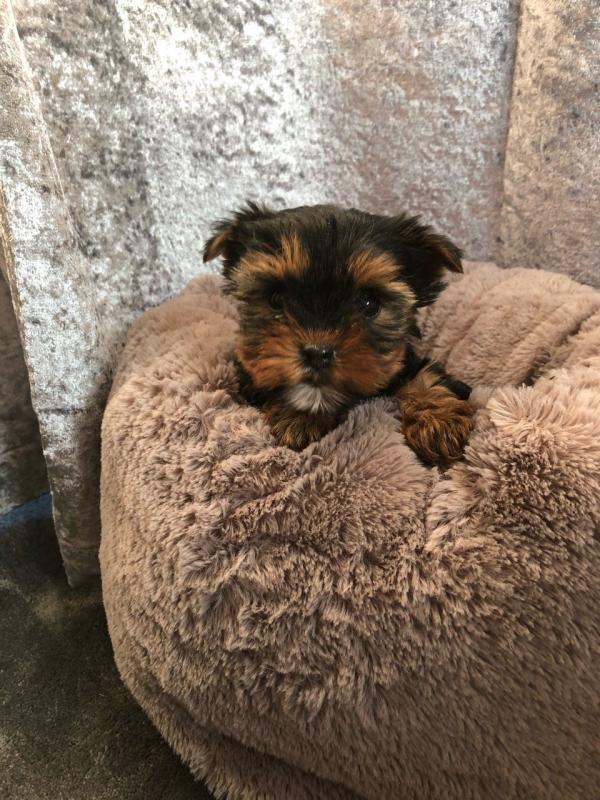 Charming Teacup Yorkie Pups Image eClassifieds4u