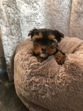 Charming Teacup Yorkie Pups Image eClassifieds4u 1