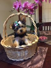 male and female Healthy Yorkie Pups Image eClassifieds4u 1