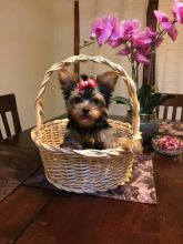 male and female Healthy Yorkie Pups Image eClassifieds4u 2