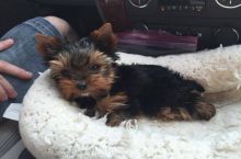 male and female Quality Bred Family Rasied Yorkie Pup Image eClassifieds4u 2