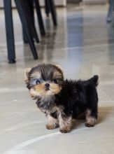Male and Female Tiny and Compact Yorkie available Image eClassifieds4u 2