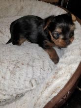 Male and Female Yorkie Puppies Image eClassifieds4u 2