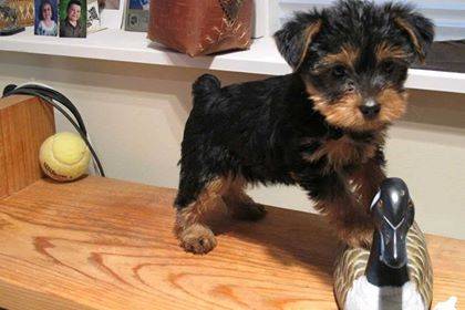 male and female Quality Bred Family Rasied Yorkie Pup Image eClassifieds4u