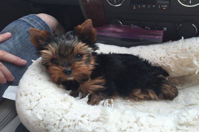 male and female Quality Bred Family Rasied Yorkie Pup Image eClassifieds4u