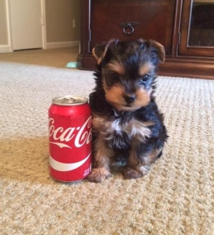 male and female Super adorable Yorkie Puppies Image eClassifieds4u