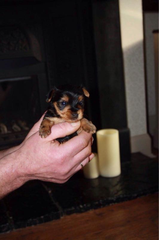 male and female Super adorable Yorkie Puppies Image eClassifieds4u