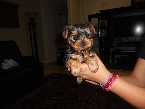 Male and Female Yorkie Puppies Image eClassifieds4u