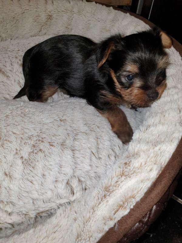 Male and Female Yorkie Puppies Image eClassifieds4u