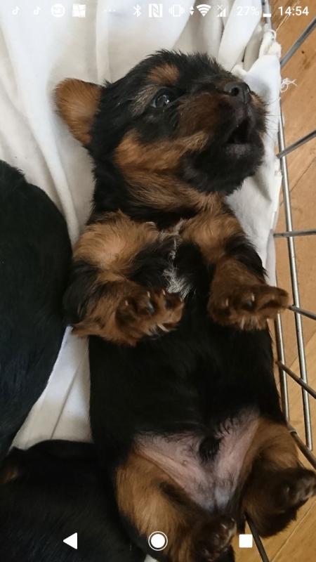Tiny Adorable Baby Yorkie Puppy Image eClassifieds4u