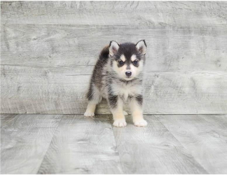Two adorable Pomsky puppies Image eClassifieds4u