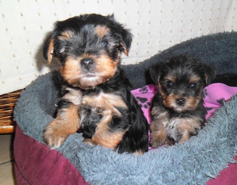 Very Tiny Teacup Yorkie Puppies Now ready for new home Image eClassifieds4u