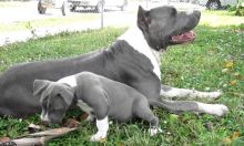 Blue nose American Pitbull terrier puppies available