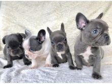 Blue French bulldog puppies ready male and female