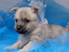 Lovely Carine terrier puppies.